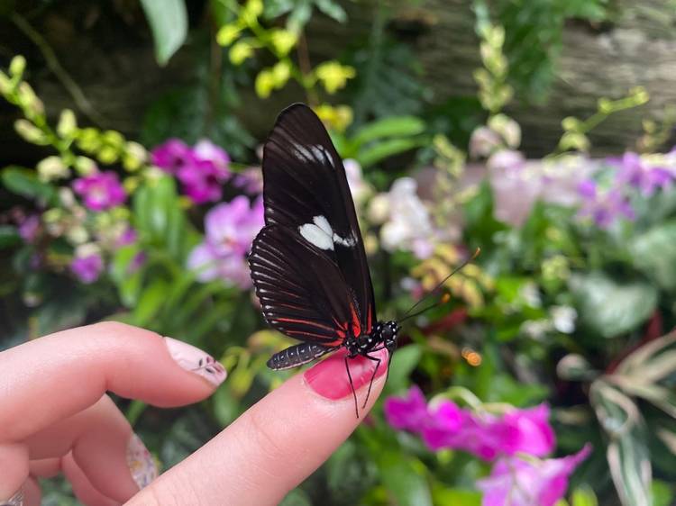 The butterflies return to the Cleveland Botanical Garden in 2026  on April 1.